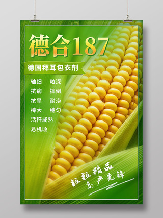 绿色简约玉米种子美食玉米海报